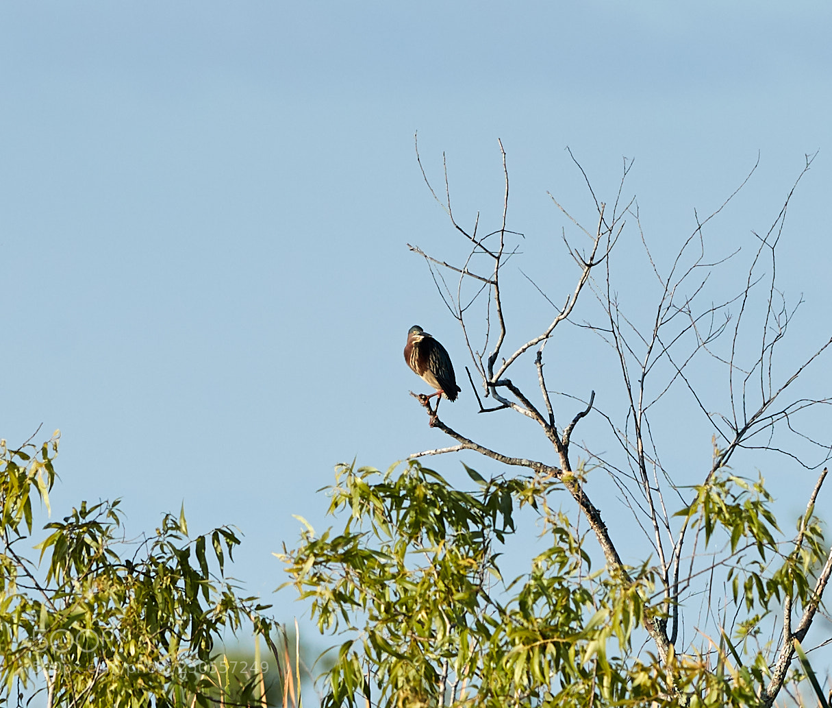 Canon EOS-1D X Mark II sample photo. 03-24-18-0009336.jpg photography