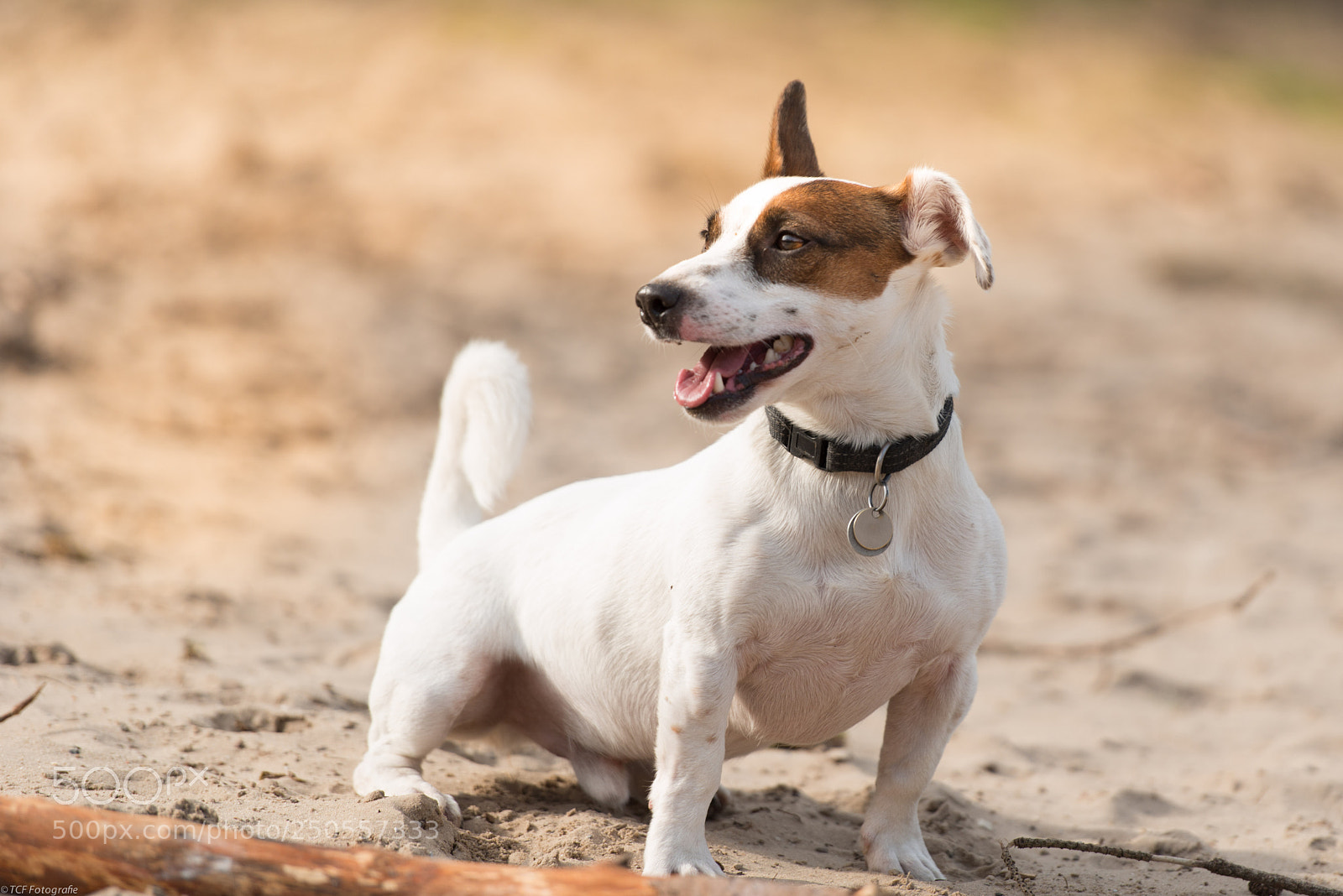 Nikon D800 sample photo. Jack russel photography