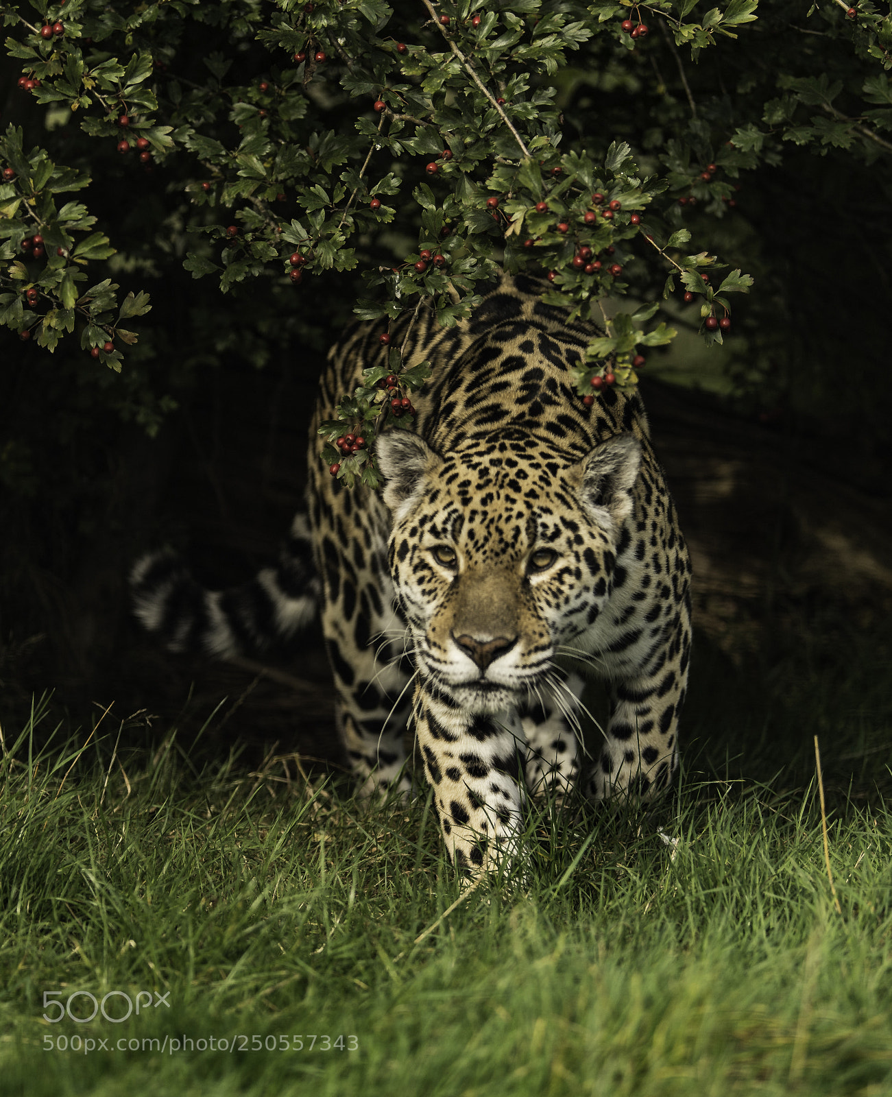 Nikon D5 sample photo. Jaguar photography