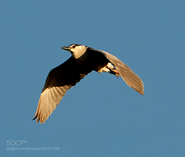 Canon EOS-1D X Mark II sample photo. 03-24-18-0009350.jpg photography