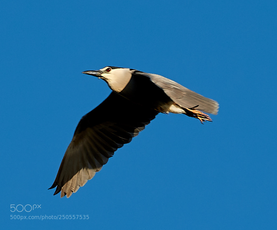 Canon EOS-1D X Mark II sample photo. 03-24-18-0009347.jpg photography