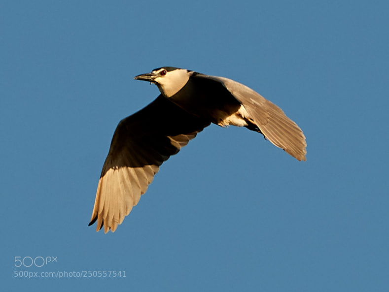 Canon EOS-1D X Mark II sample photo. 03-24-18-0009349.jpg photography