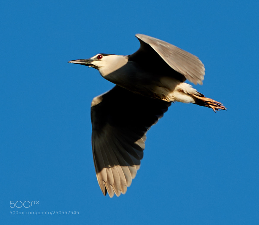 Canon EOS-1D X Mark II sample photo. 03-24-18-0009345.jpg photography