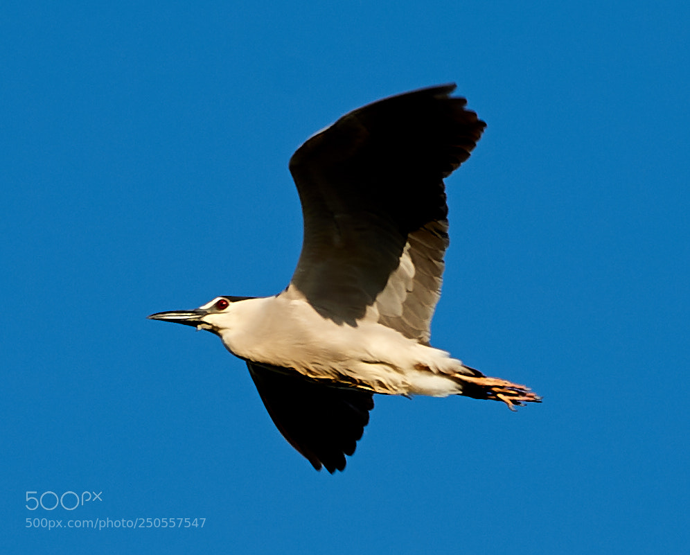 Canon EOS-1D X Mark II sample photo. 03-24-18-0009344.jpg photography