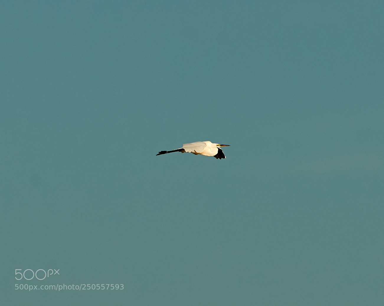 Canon EOS-1D X Mark II sample photo. 03-24-18-0009381 1.jpg photography