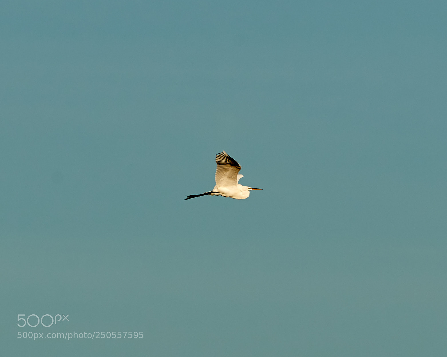 Canon EOS-1D X Mark II sample photo. 03-24-18-0009380 1.jpg photography