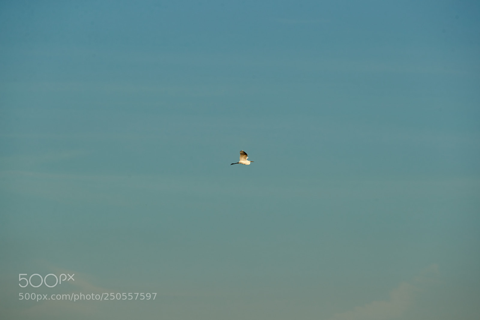 Canon EOS-1D X Mark II sample photo. 03-24-18-0009380.jpg photography