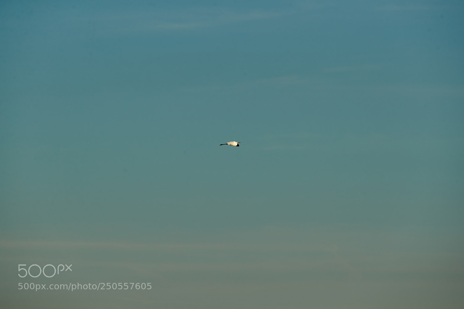 Canon EOS-1D X Mark II sample photo. 03-24-18-0009381.jpg photography