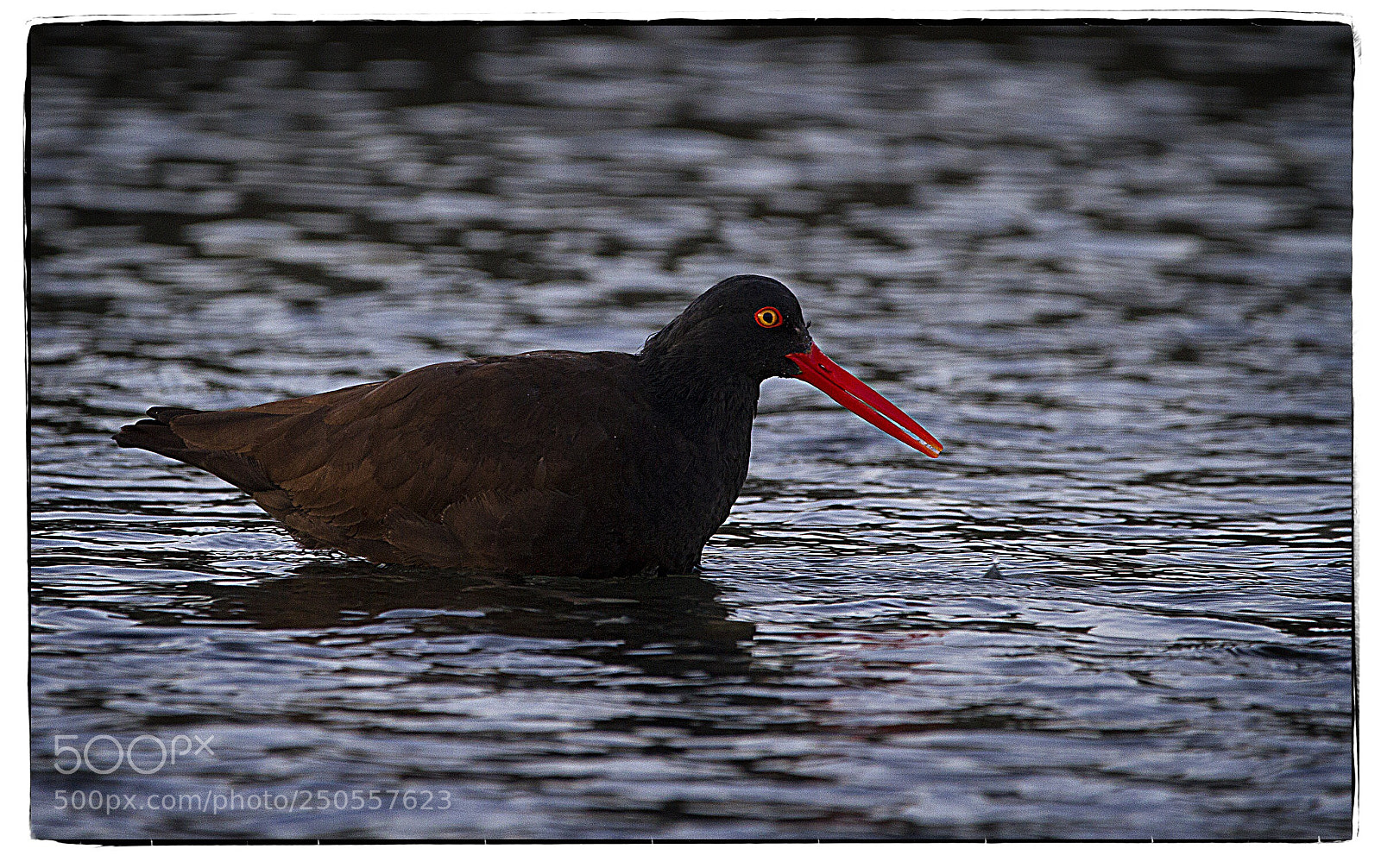 Canon EOS 7D sample photo. Black oystercatcher  photography