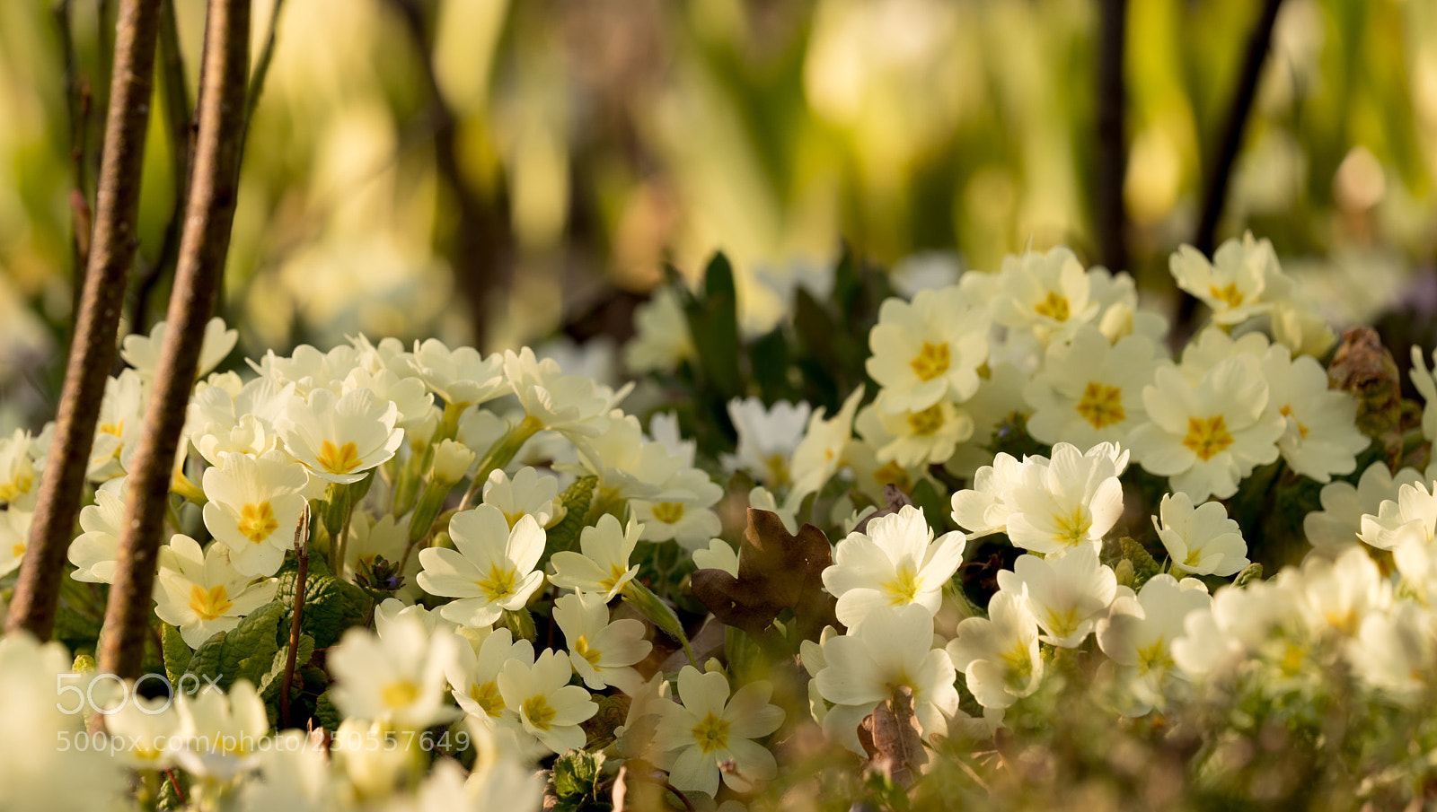 Sony a7R III sample photo. Little spring lansdcape photography