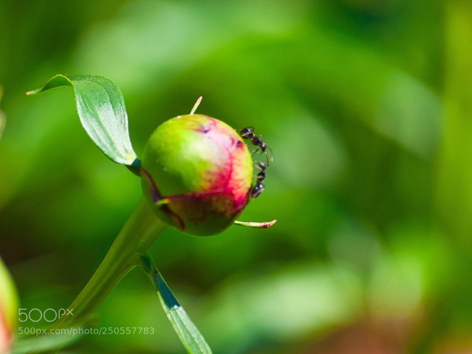 Olympus E-620 (EVOLT E-620) sample photo. Kissing ants photography