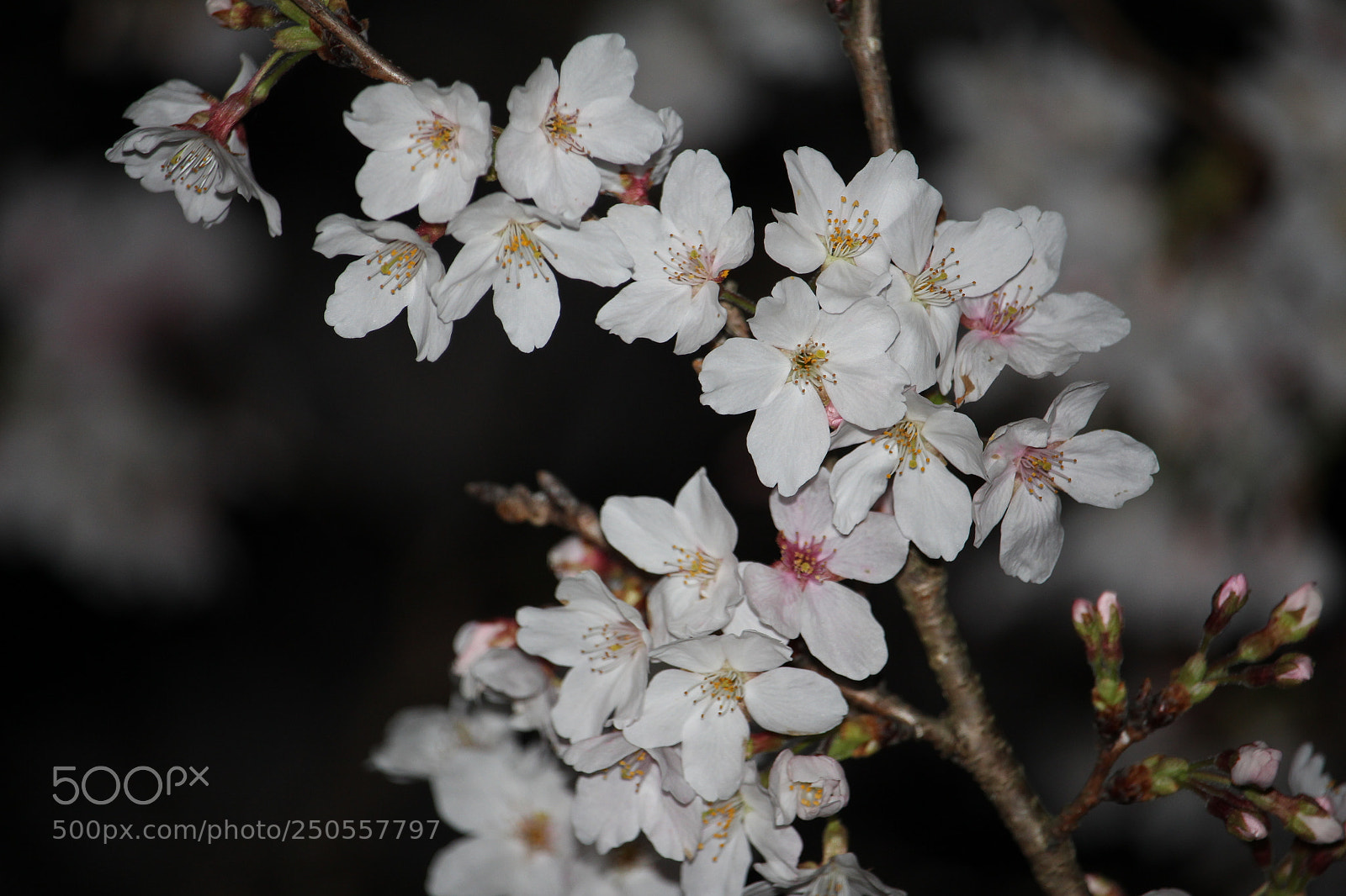 Canon EOS 700D (EOS Rebel T5i / EOS Kiss X7i) sample photo. Sakura photography