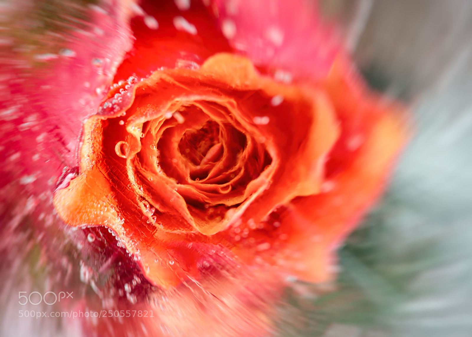 Nikon D600 sample photo. Frozen rose photography