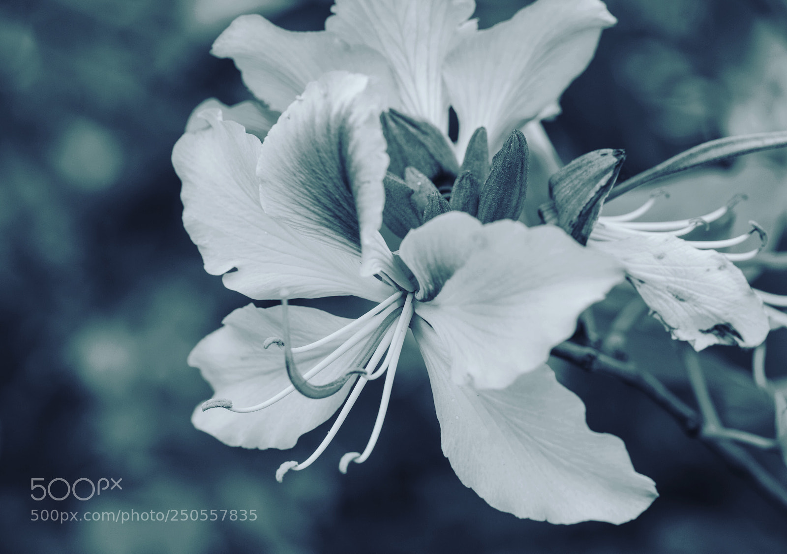 Canon EOS 5D Mark IV sample photo. Untitled photography