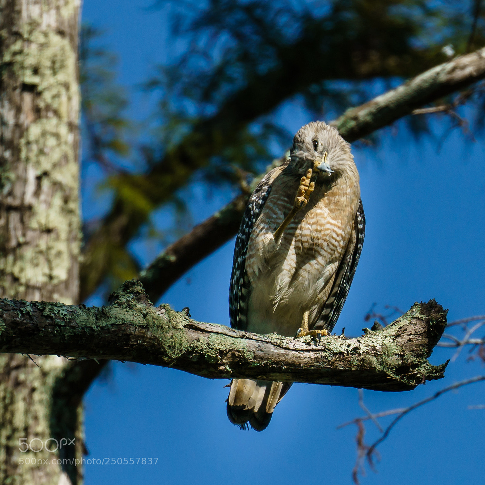 Sony a7R II sample photo. Hawk photography