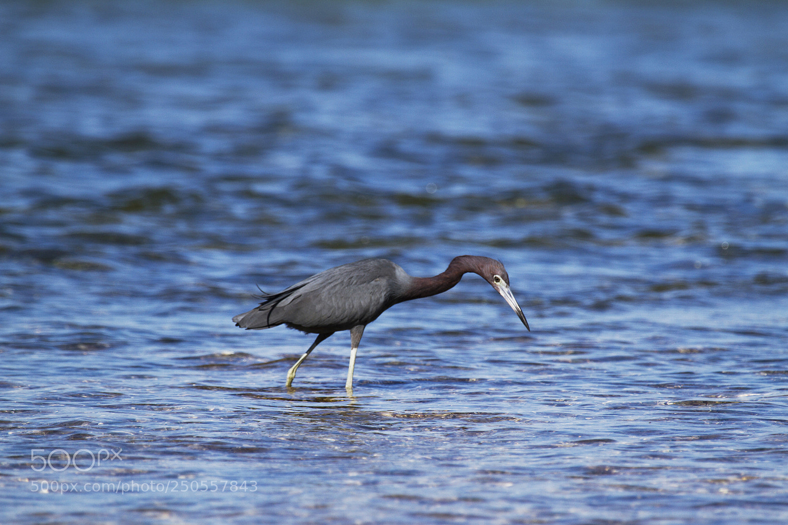 Canon EOS 7D sample photo. Little blue heron photography