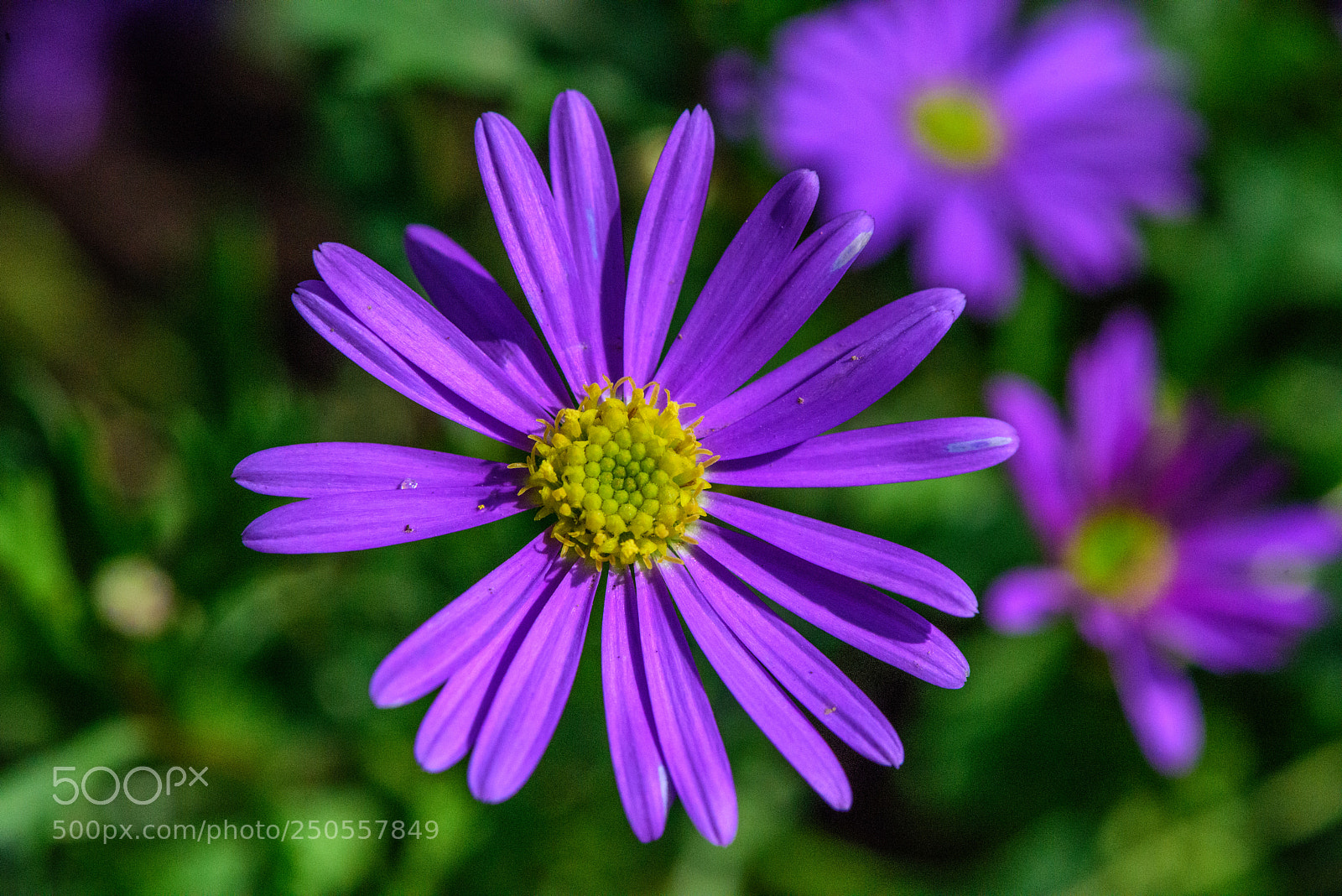 Nikon D810 sample photo. Flower photography