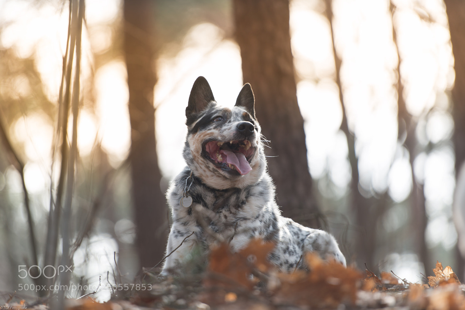 Nikon D800 sample photo. Australian cattle dog photography