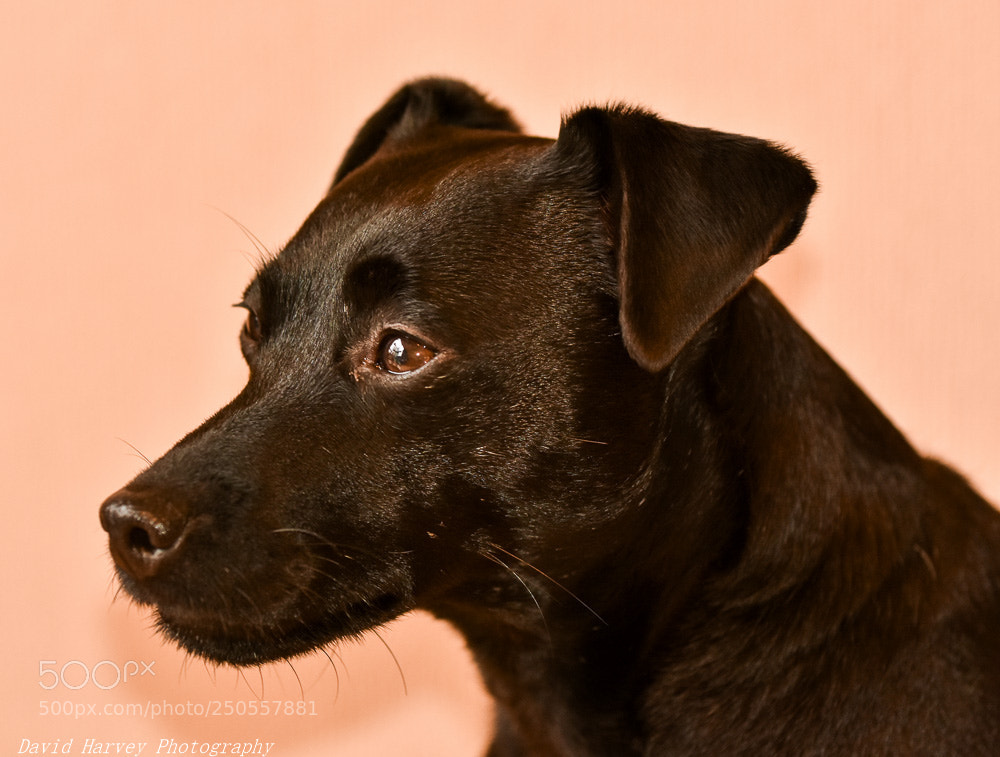 Nikon D7200 sample photo. Sam the patterdale terrier photography