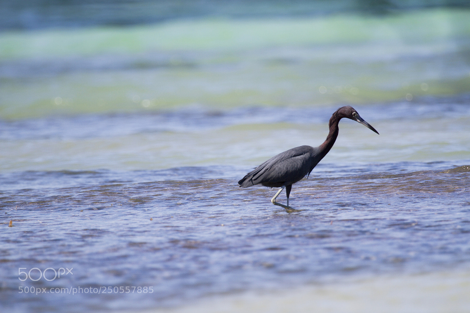 Canon EOS 7D sample photo. Little blue heron photography
