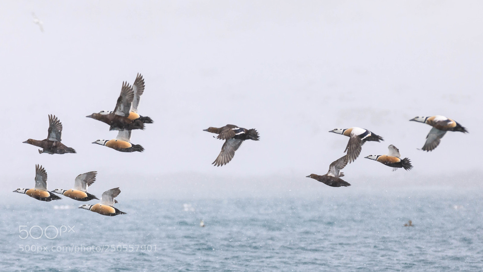 Canon EOS 5D Mark IV sample photo. Steller's eiders in b photography
