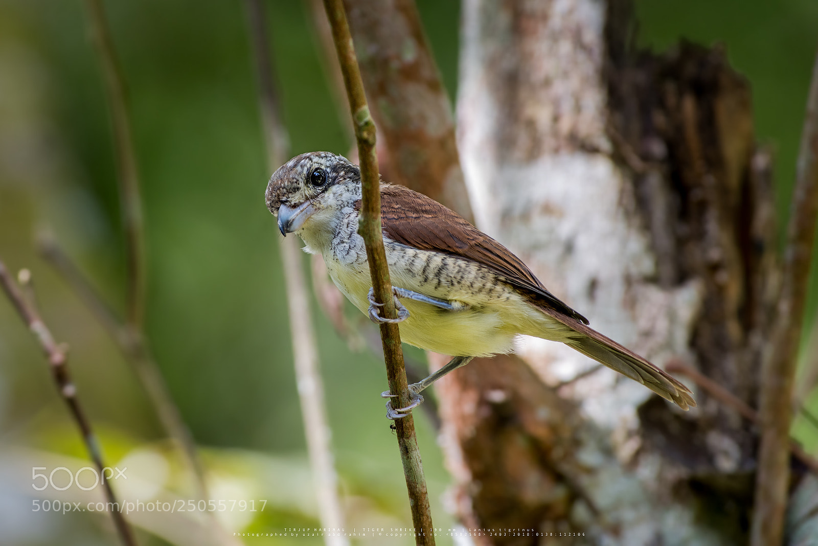 Nikon D810 sample photo. Tiger shrike photography