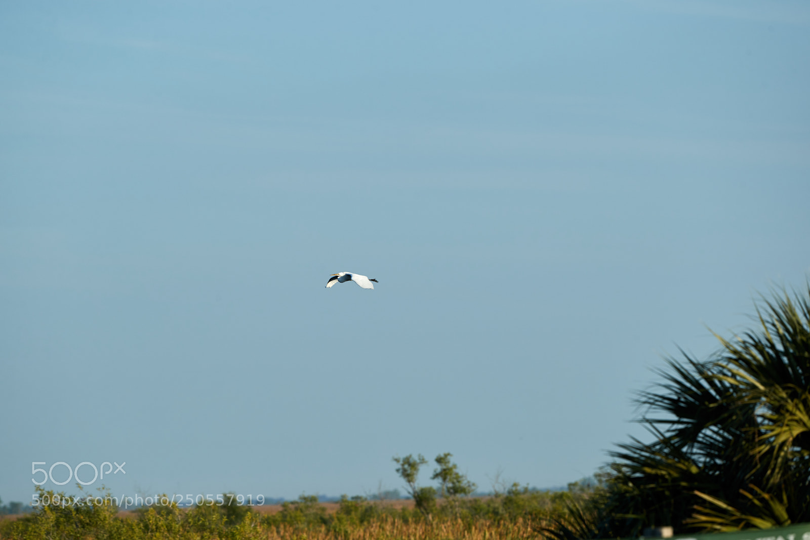 Canon EOS-1D X Mark II sample photo. 03-24-18-0009379.jpg photography