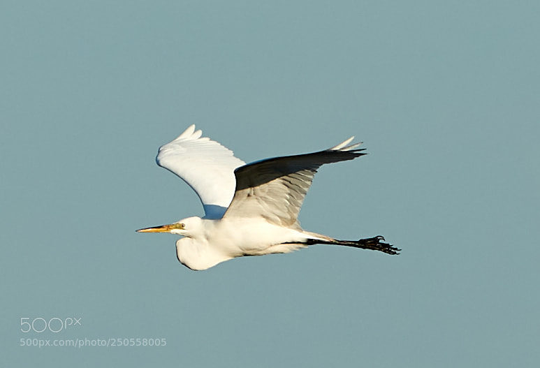 Canon EOS-1D X Mark II sample photo. 03-24-18-0009377.jpg photography
