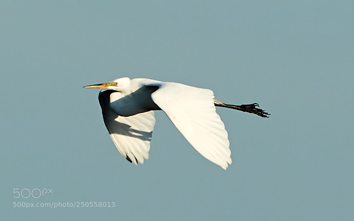Canon EOS-1D X Mark II sample photo. 03-24-18-0009376.jpg photography