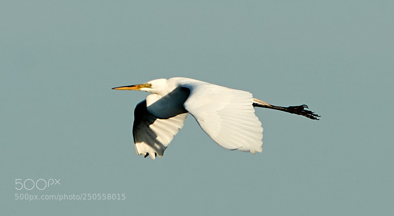 Canon EOS-1D X Mark II sample photo. 03-24-18-0009375.jpg photography