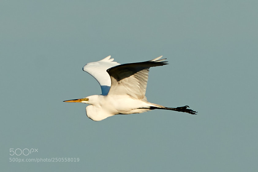 Canon EOS-1D X Mark II sample photo. 03-24-18-0009374.jpg photography
