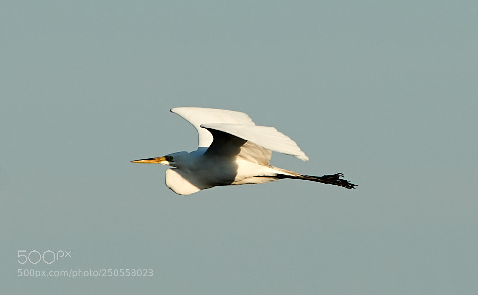 Canon EOS-1D X Mark II sample photo. 03-24-18-0009372.jpg photography