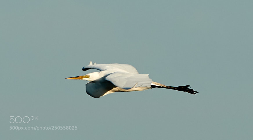 Canon EOS-1D X Mark II sample photo. 03-24-18-0009373.jpg photography