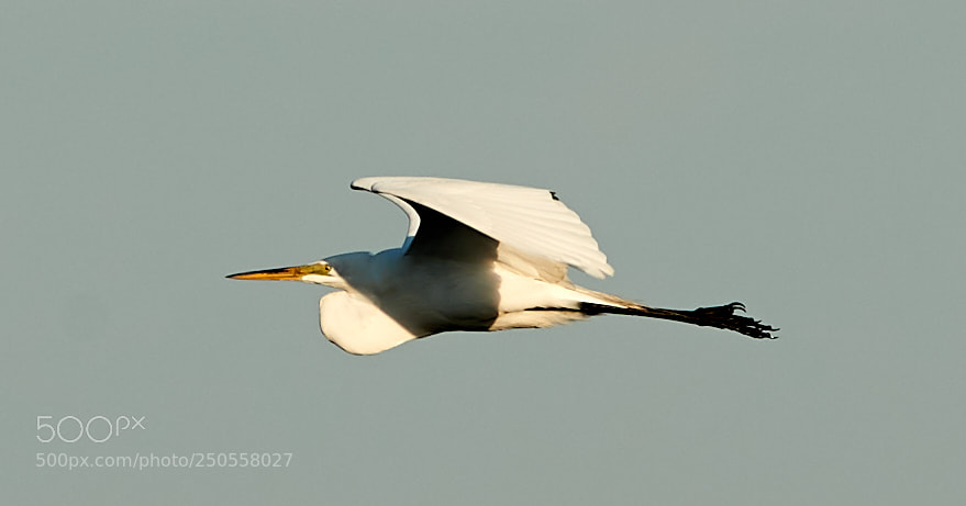 Canon EOS-1D X Mark II sample photo. 03-24-18-0009370.jpg photography