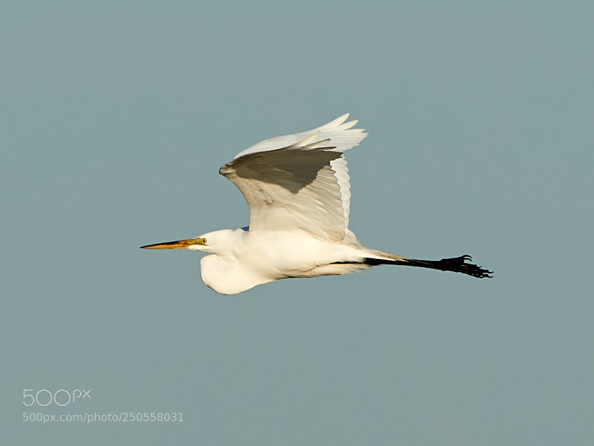 Canon EOS-1D X Mark II sample photo. 03-24-18-0009369.jpg photography