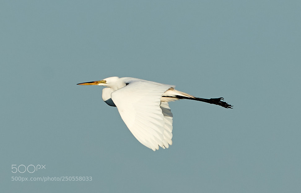 Canon EOS-1D X Mark II sample photo. 03-24-18-0009368.jpg photography