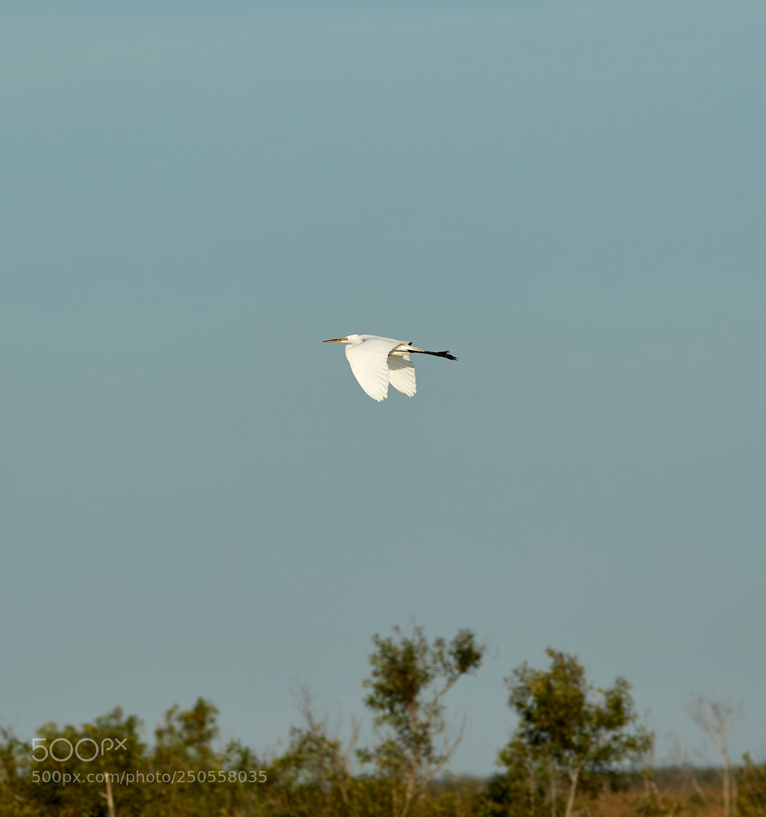 Canon EOS-1D X Mark II sample photo. 03-24-18-0009367 1.jpg photography