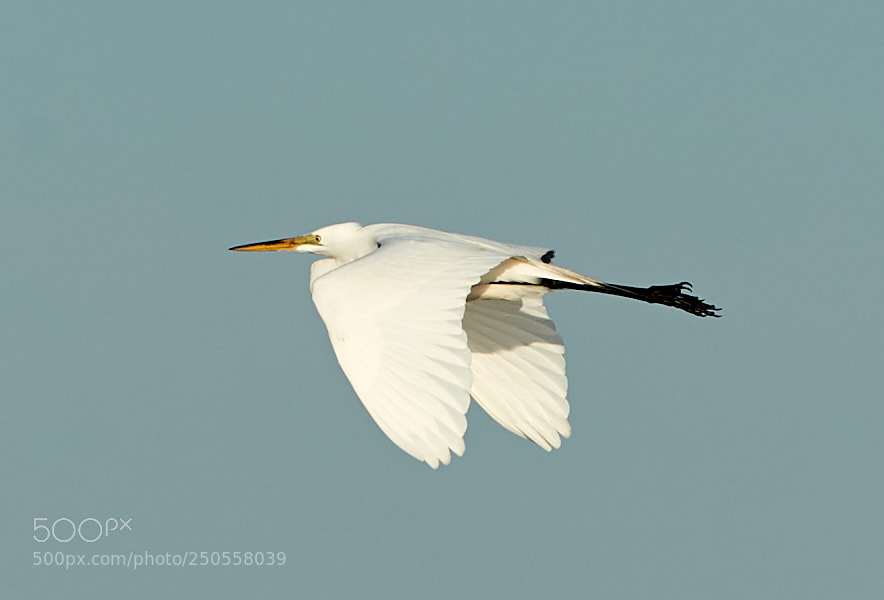 Canon EOS-1D X Mark II sample photo. 03-24-18-0009367.jpg photography