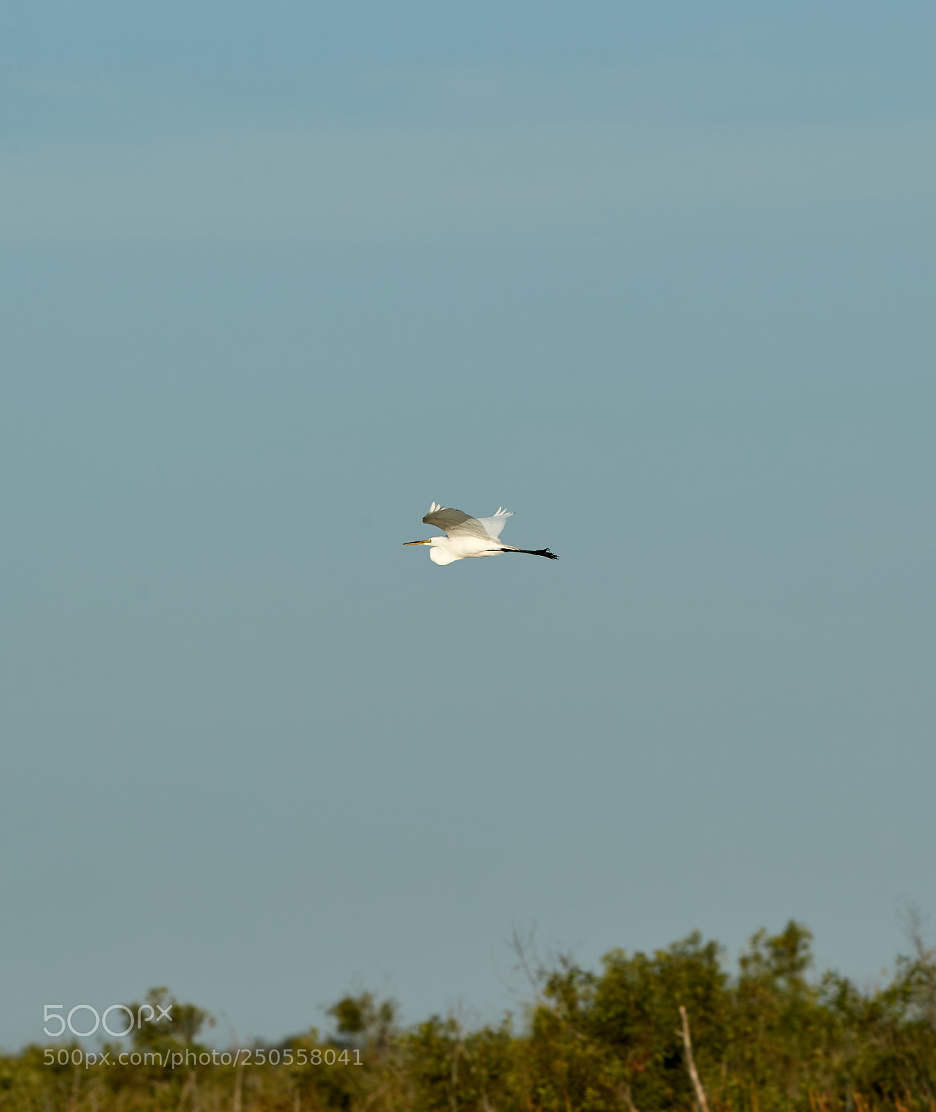 Canon EOS-1D X Mark II sample photo. 03-24-18-0009366 1.jpg photography