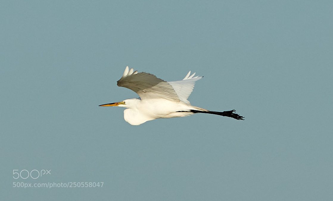 Canon EOS-1D X Mark II sample photo. 03-24-18-0009366.jpg photography