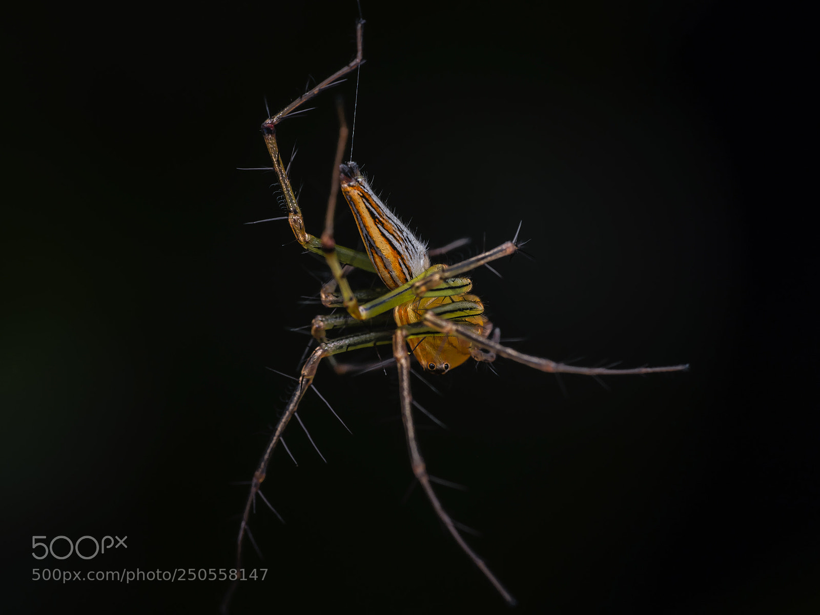 Olympus PEN-F sample photo. Grass spider photography