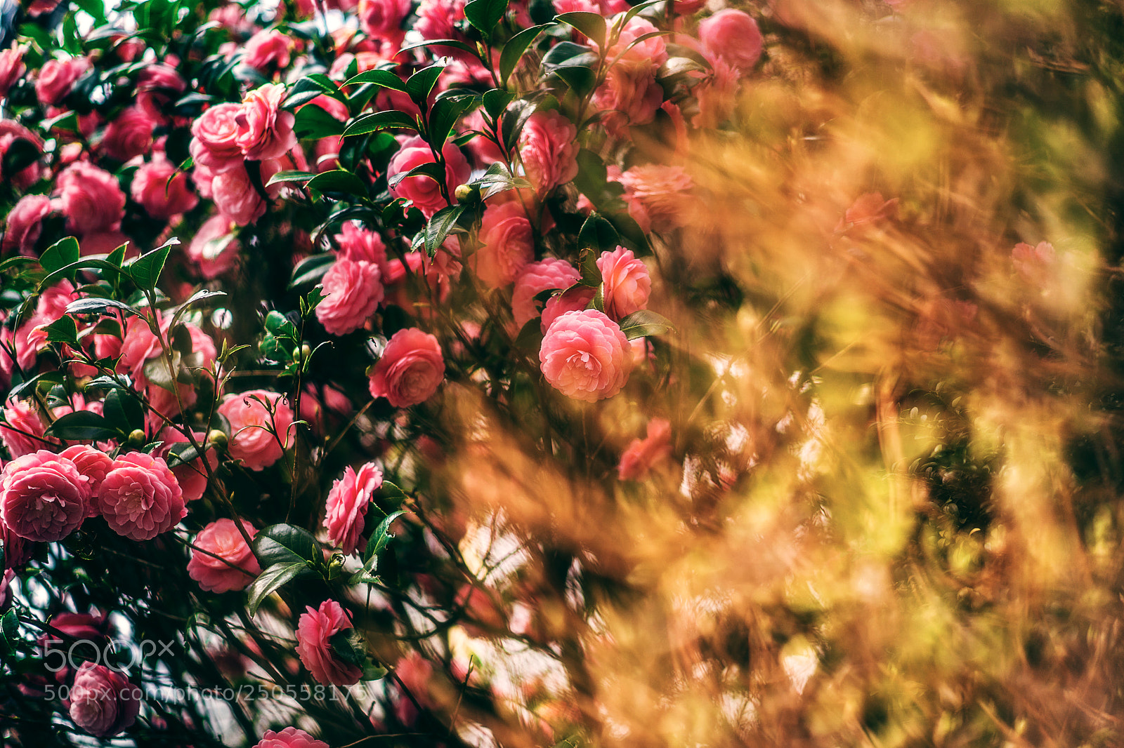 Sony a9 sample photo. That burning feeling photography