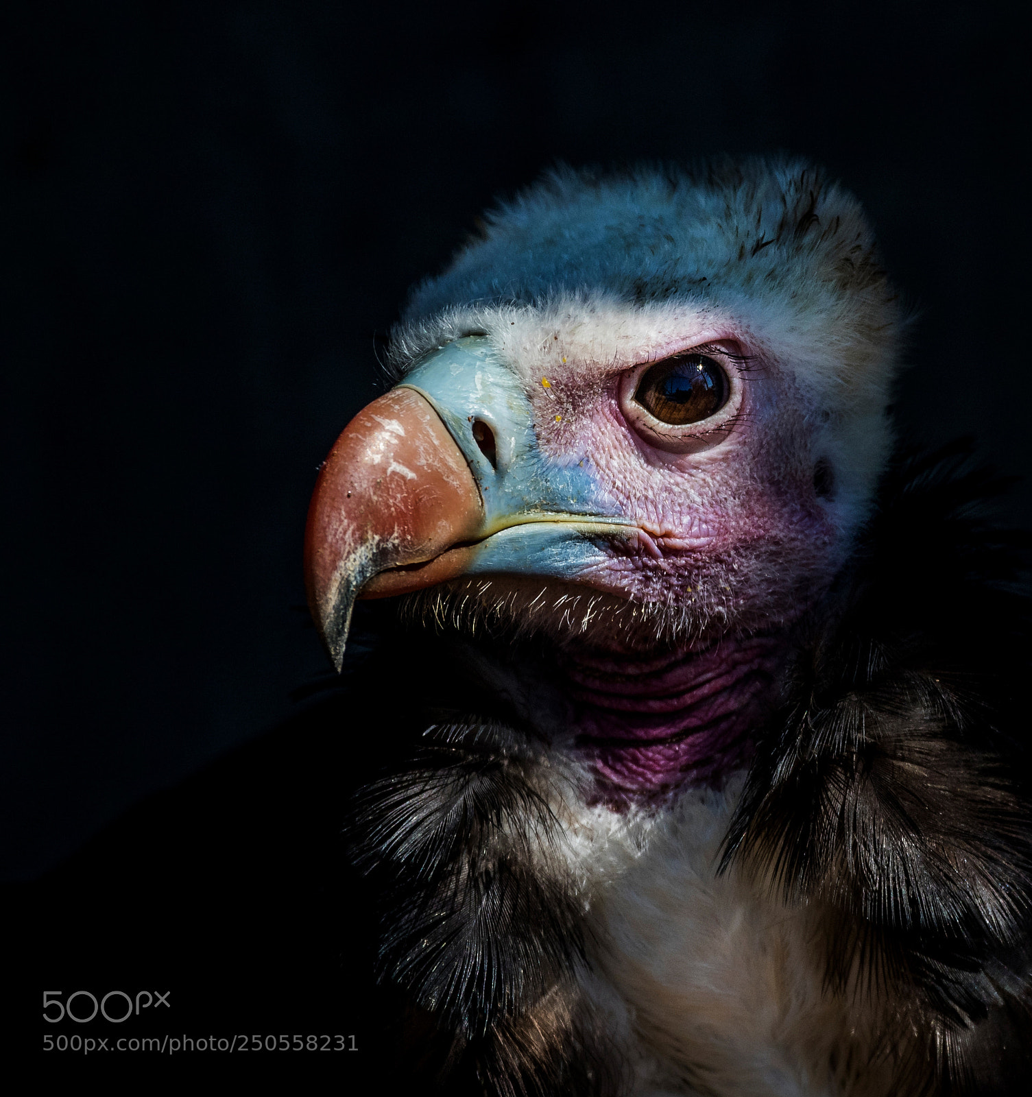 Canon EOS 7D Mark II sample photo. Vulture in the spotlight photography