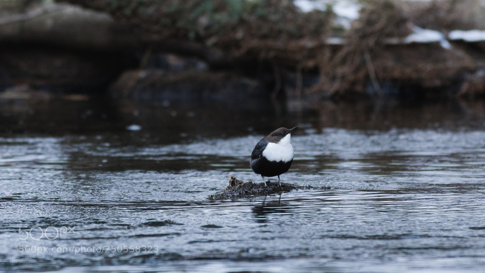 Sony a6300 sample photo. Dipper photography