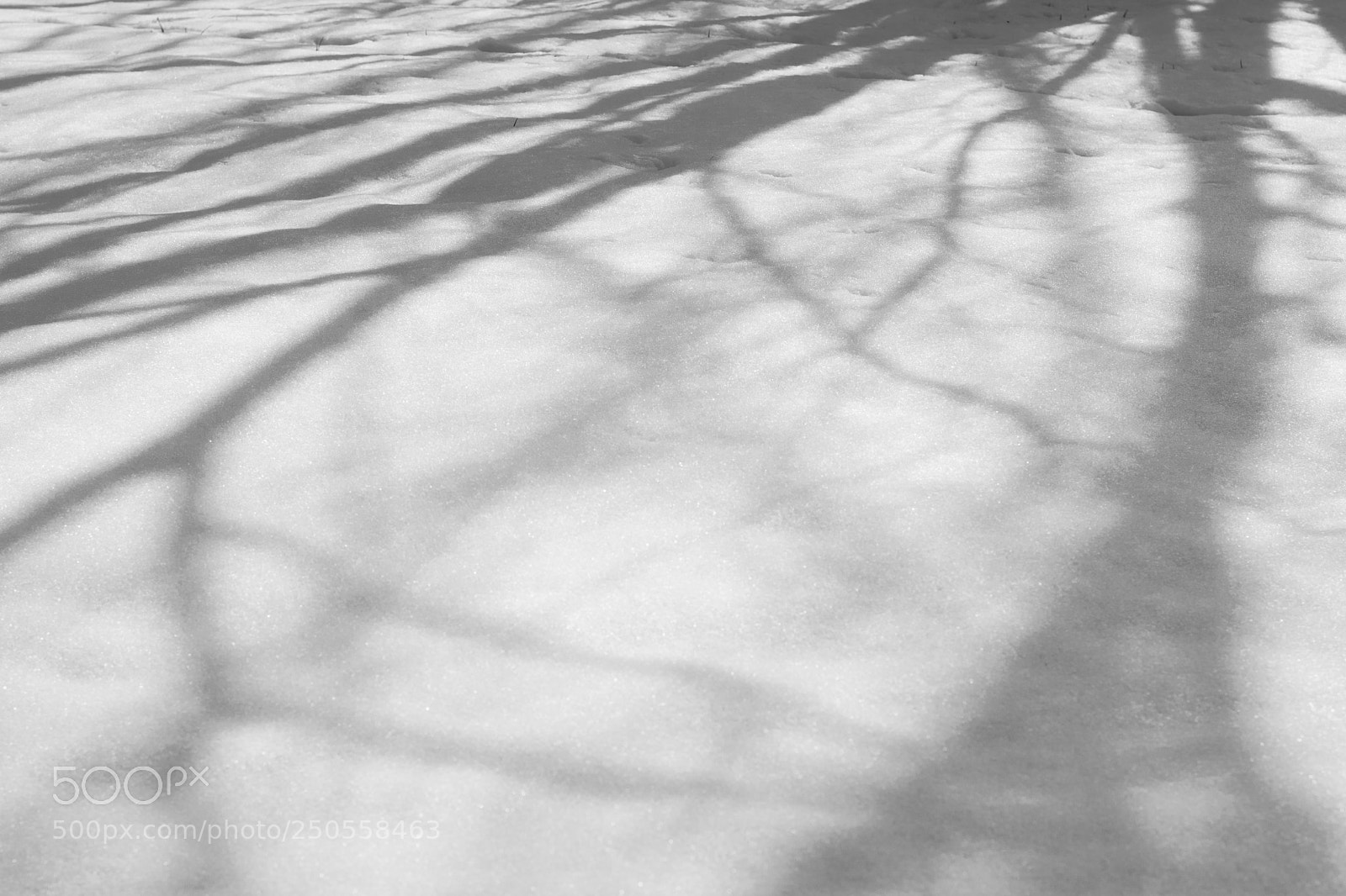 Nikon D5300 sample photo. Shadows in snow photography