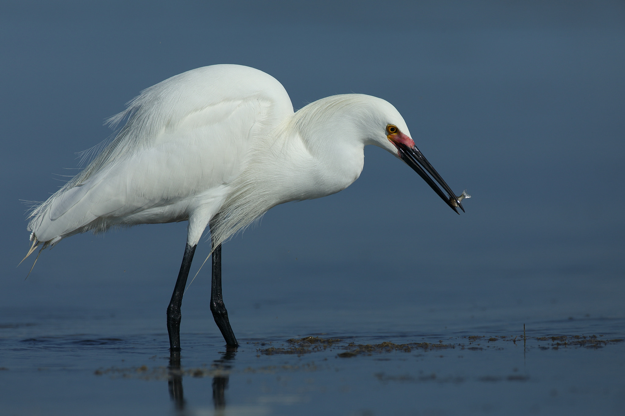 Canon EF 500mm F4L IS USM sample photo. Snowy egret - egretta thula photography