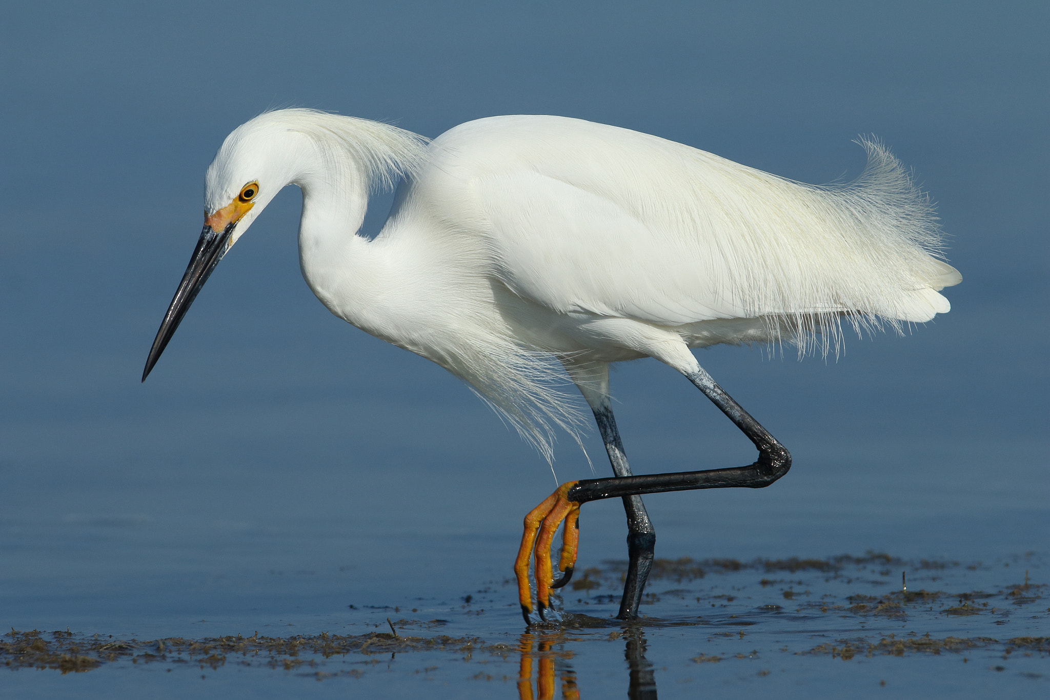 Canon EOS 70D sample photo. Snowy egret - egretta thula photography