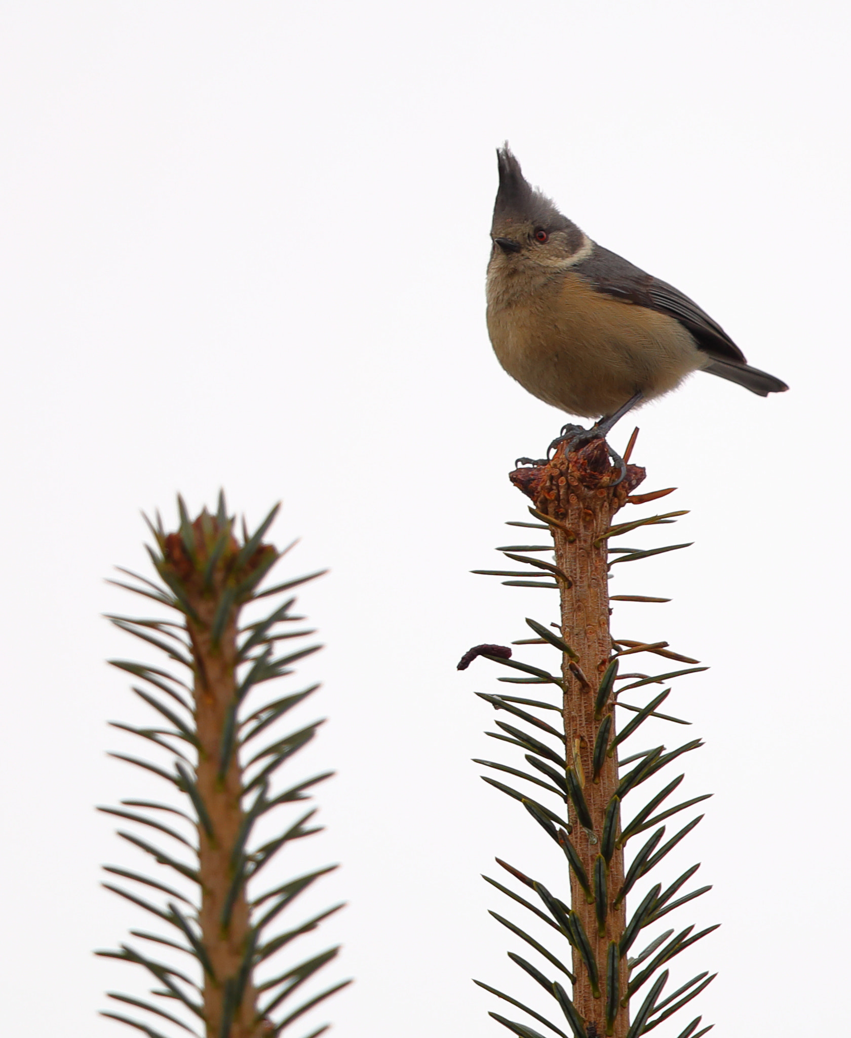 Canon EOS 5D Mark IV sample photo. Grey crested tit photography