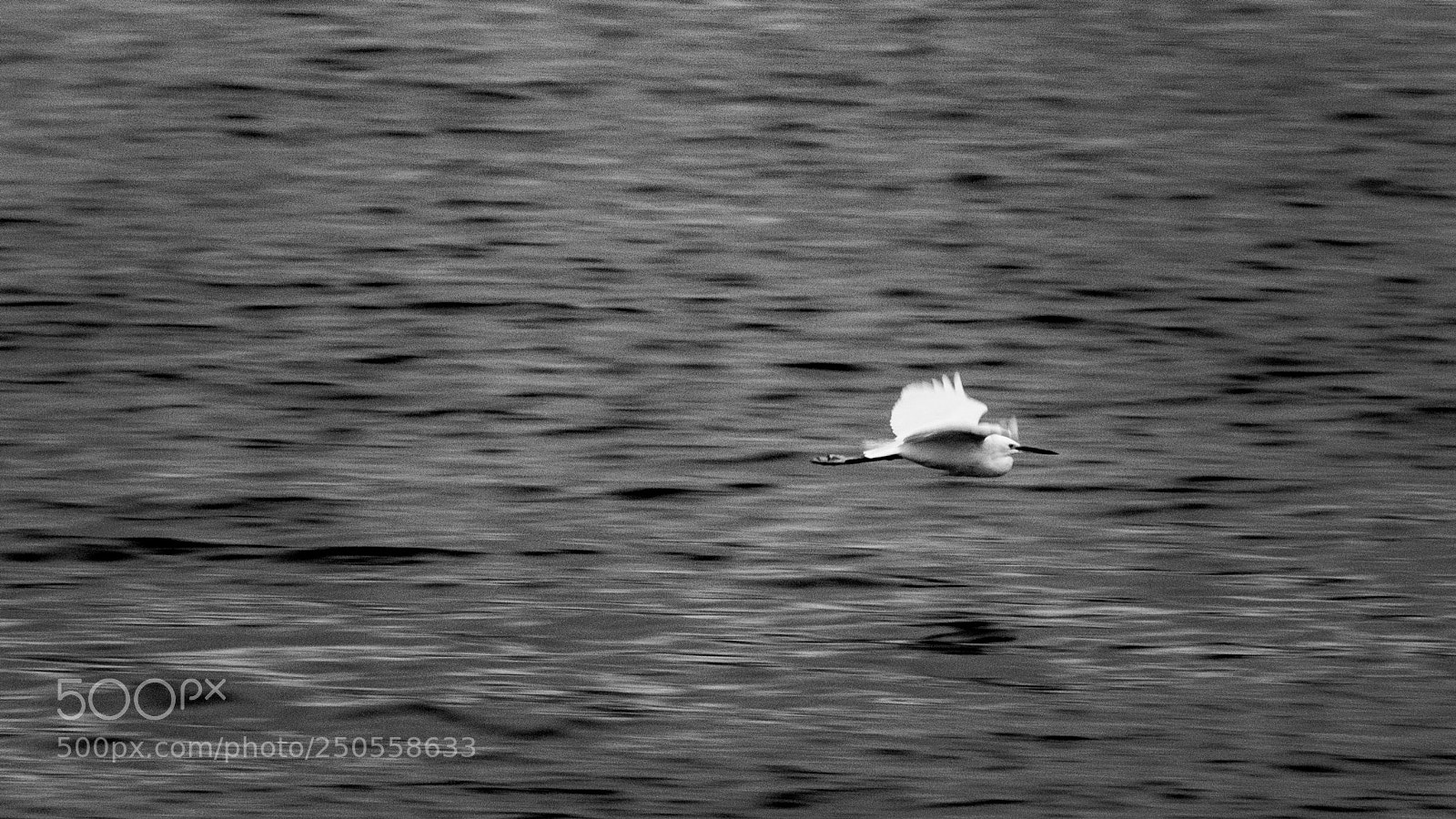 Sony Cyber-shot DSC-RX10 III sample photo. Flying birds photography