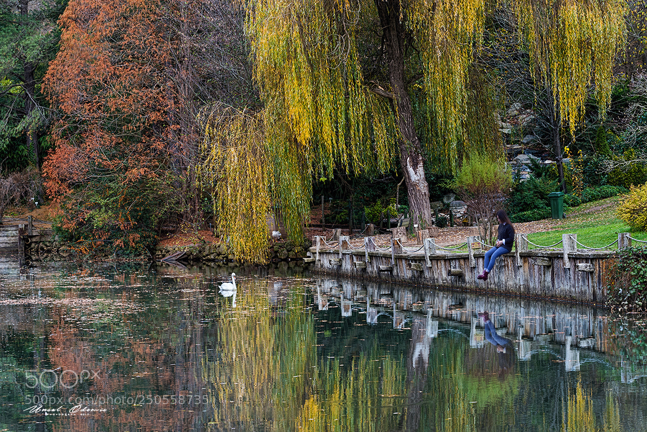 Nikon D810 sample photo. Colors of nature 17 photography